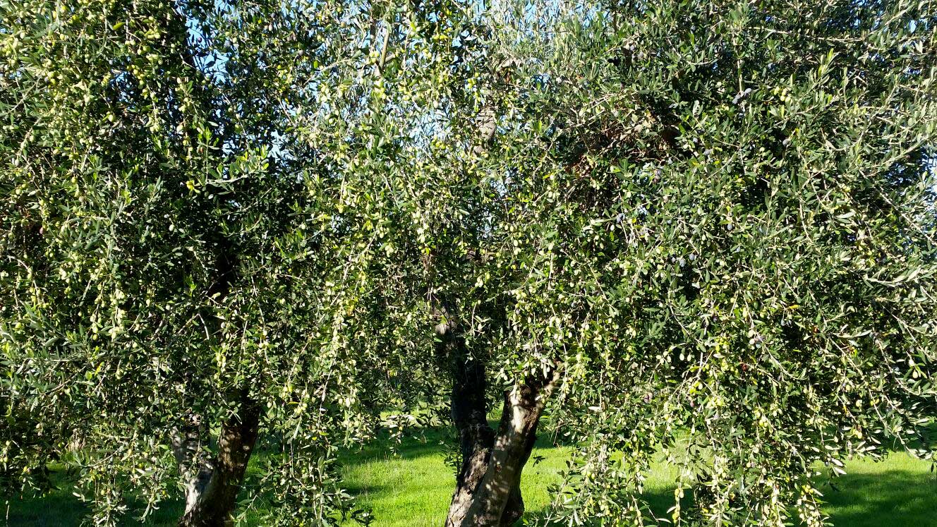 Agriturismo-Maremma-Toscana-Il-Bagnolo,-Roselle-Grosseto